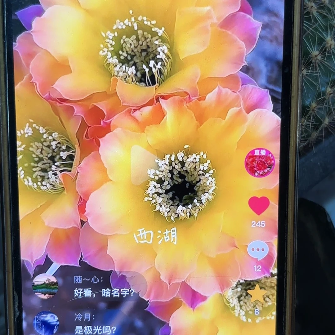 Us47彩侧牙20包邮仙人球30