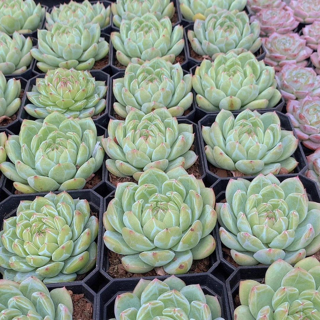 雪花珍妮3578899000000