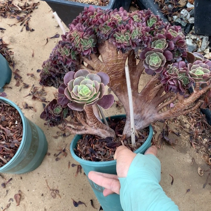 欧缀化脱土发货啊