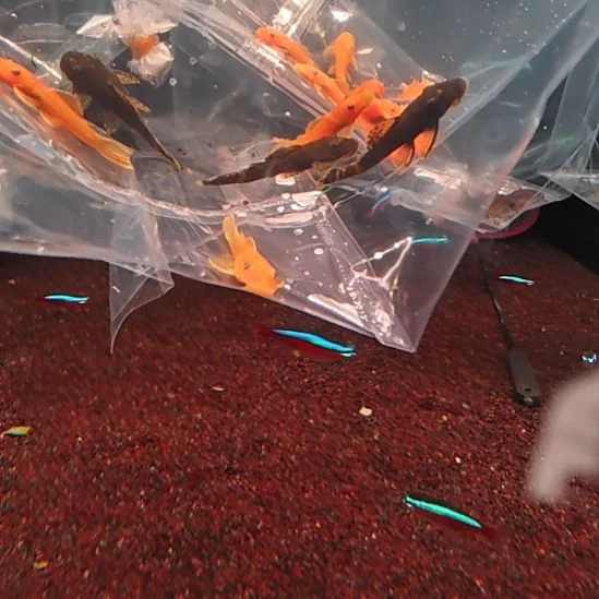 灯科鱼迷彩胡子  3只＋黄金胡子 3  顺丰