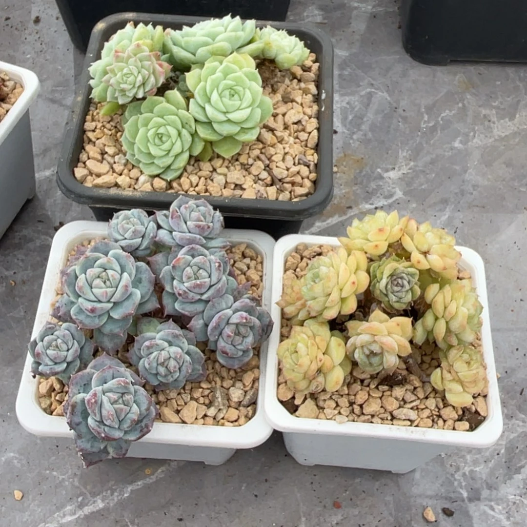 麦***喵多肉四颗还有个冰魄以后全给你算九折哈