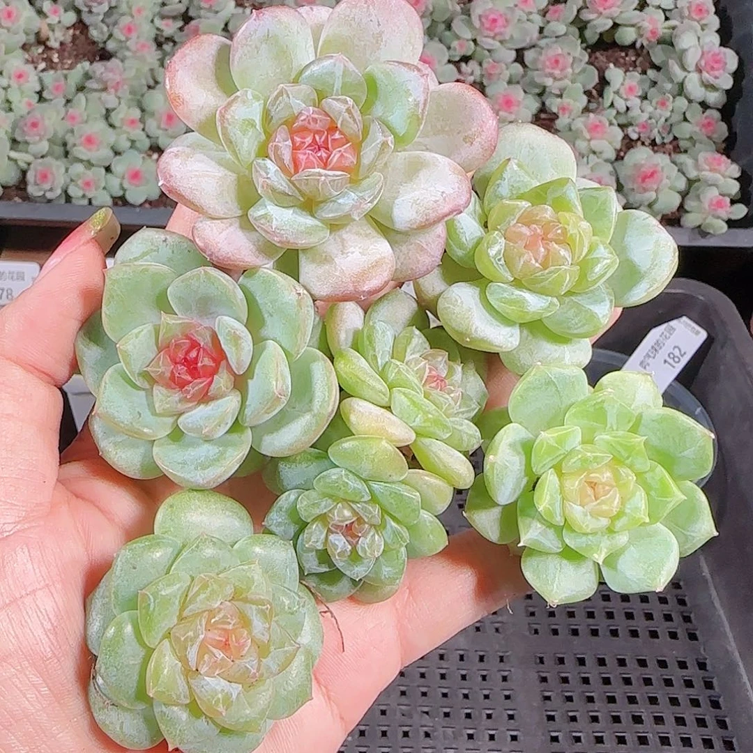 0925---183糖心珍妮
