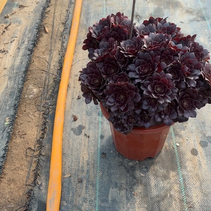  64荷兰玫瑰多肉多肉