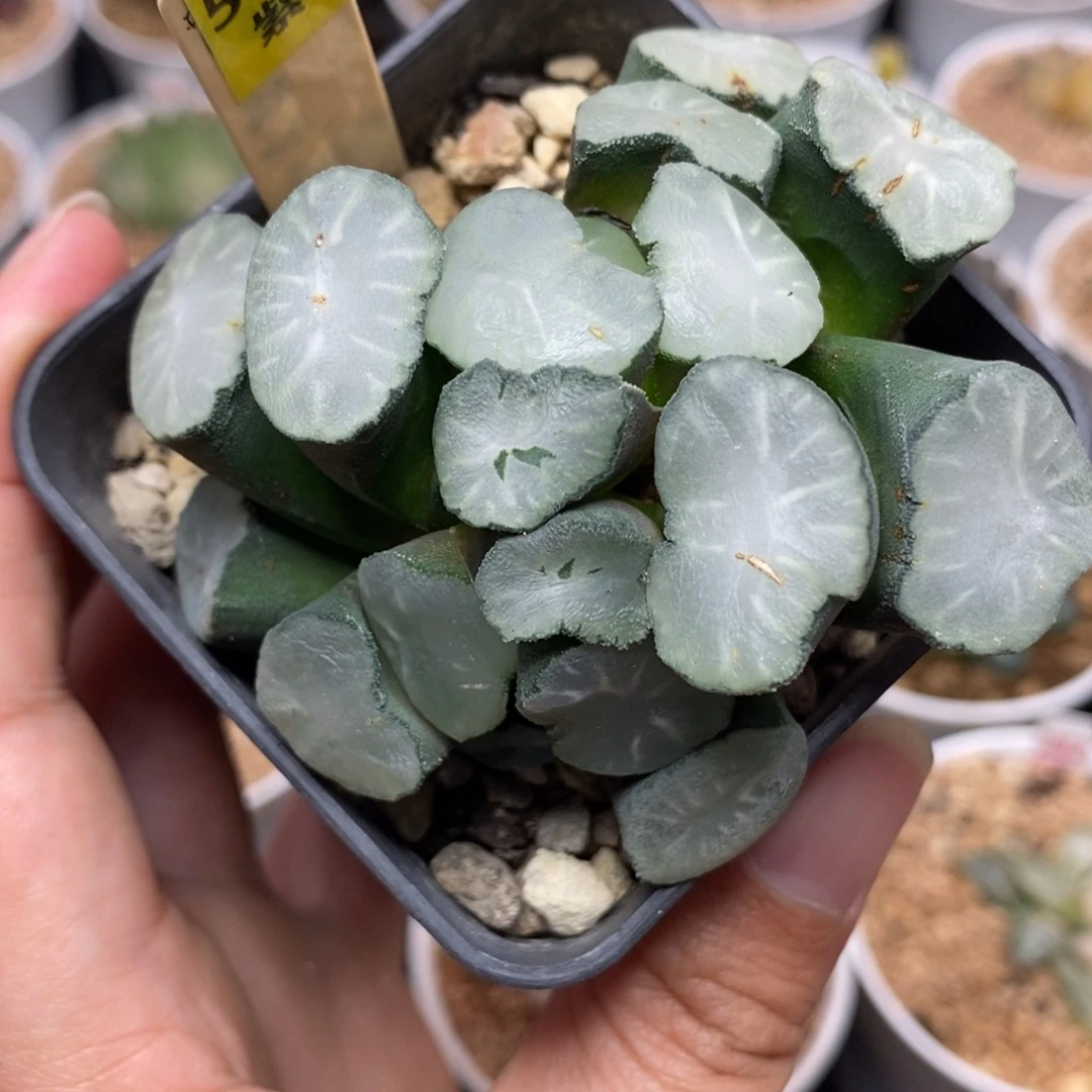 554盐湖城万象一物一拍