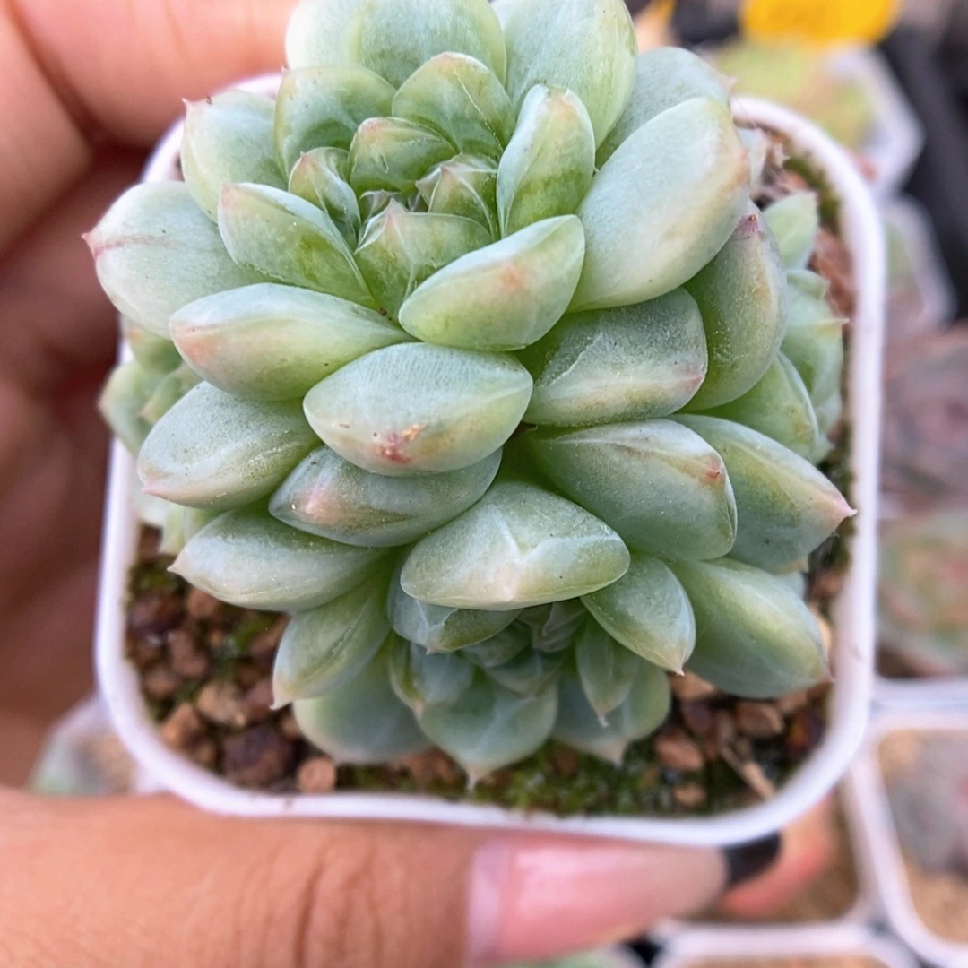 纸鸢群生可拍456号。