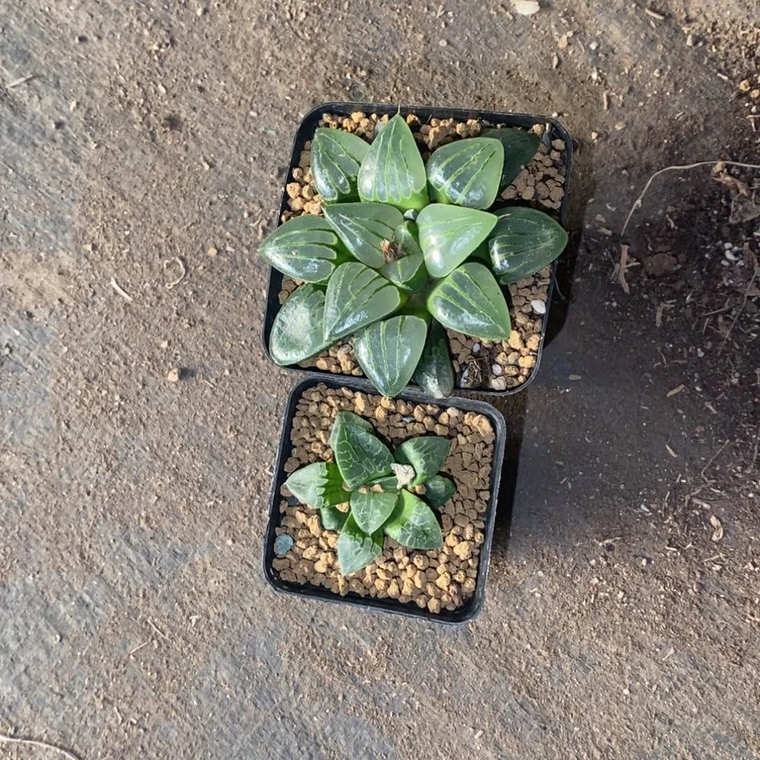 溪***流1702 两颗一起 新粉福利