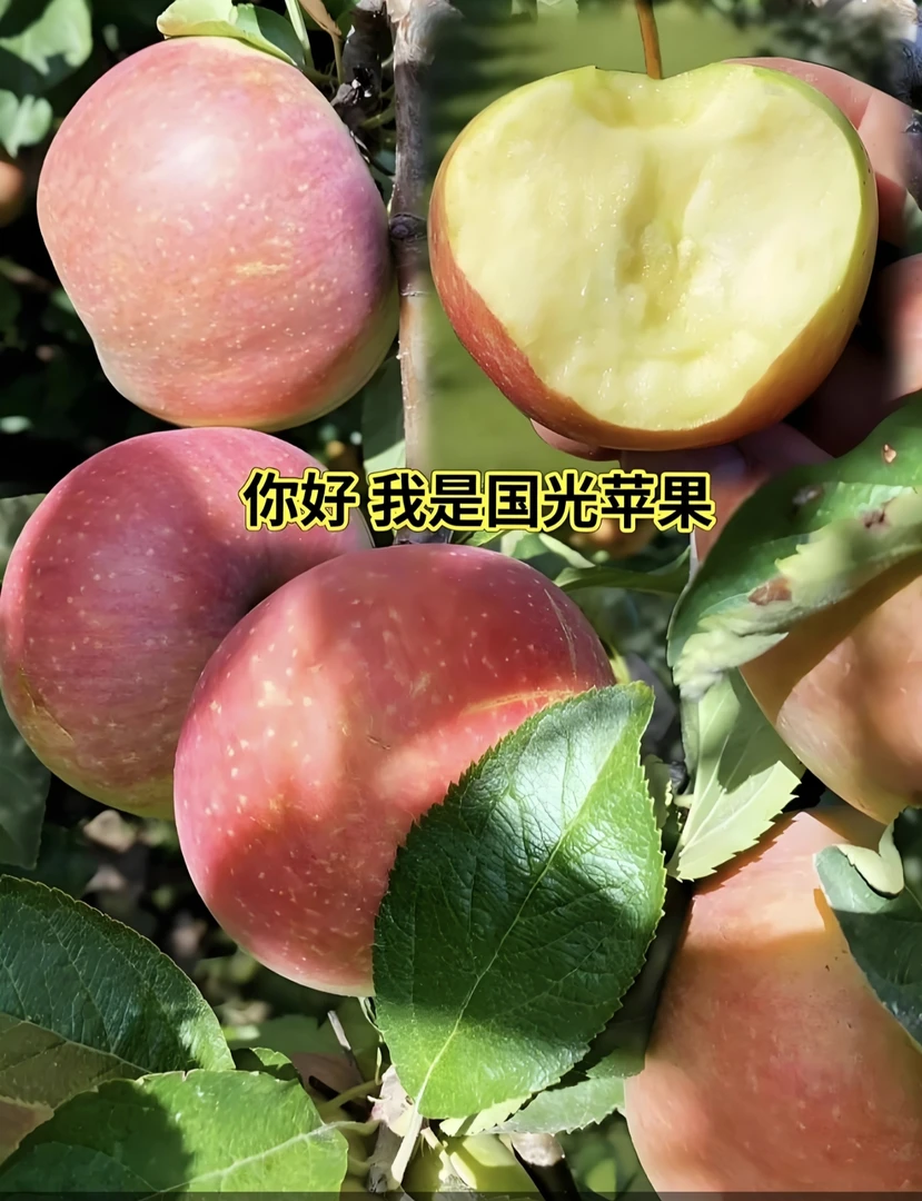 绿植苹果糖心盆栽基地鲅鱼圈