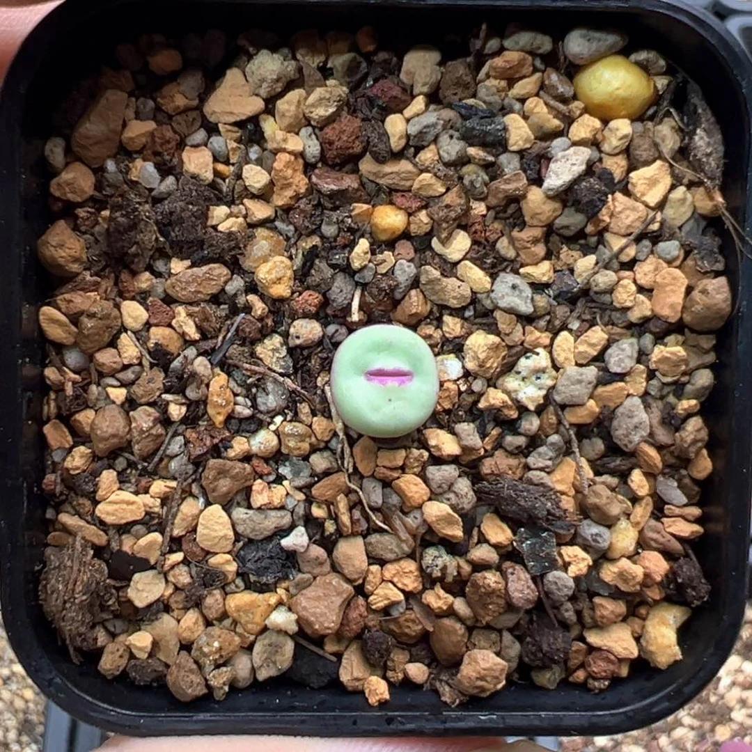 9-424   小红嘴一棵