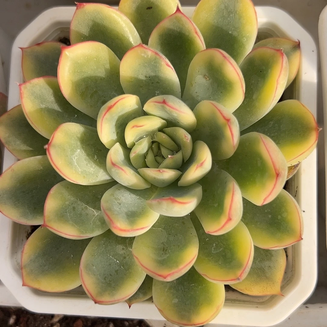 荷花锦多肉植物锦