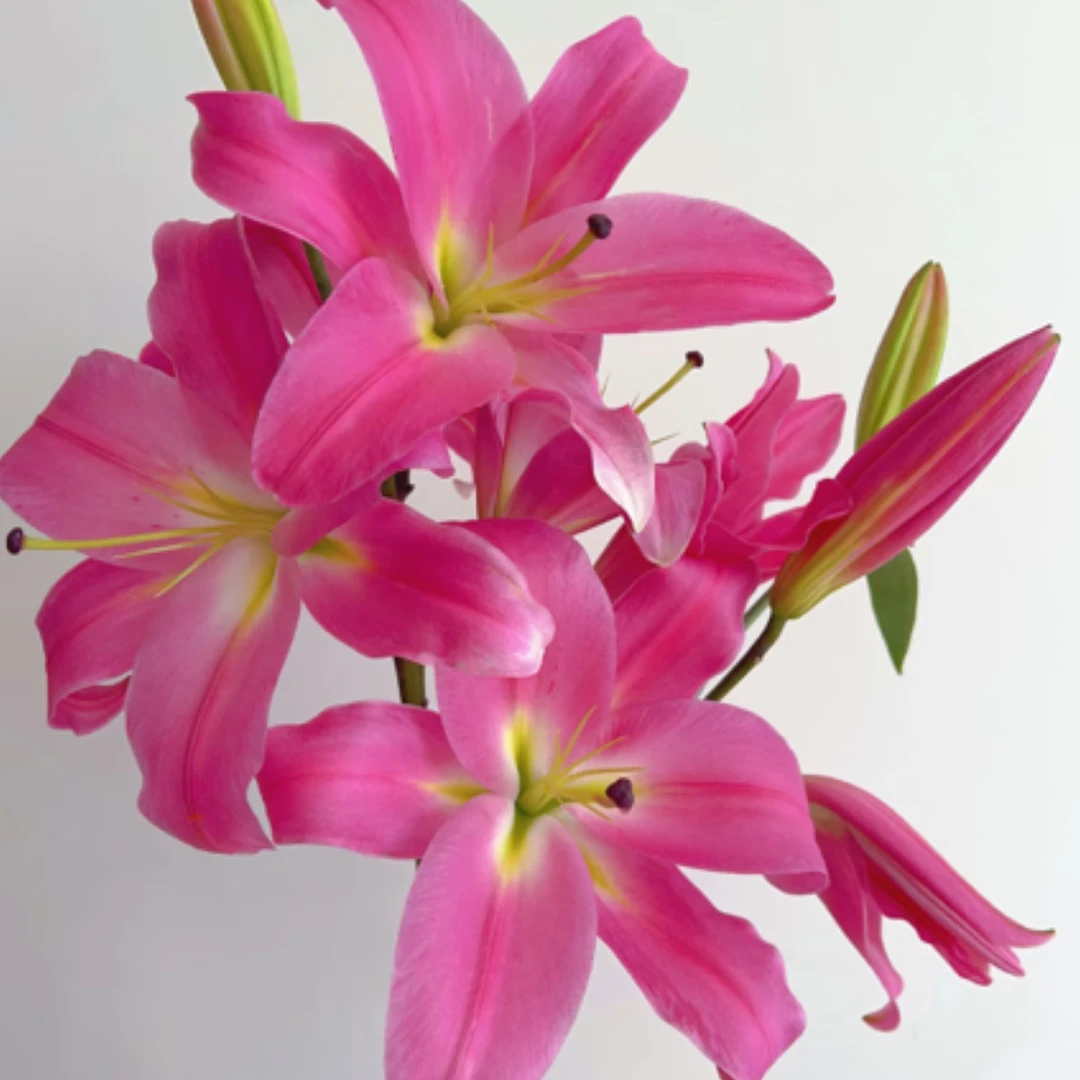 2号罗宾百合混头35朵以上，看好再拍不售后不售后