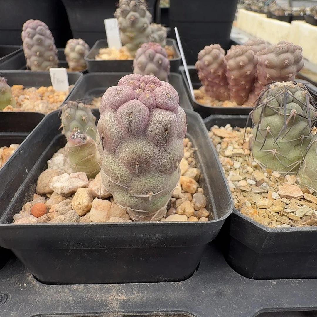 实生习志野2.3公分