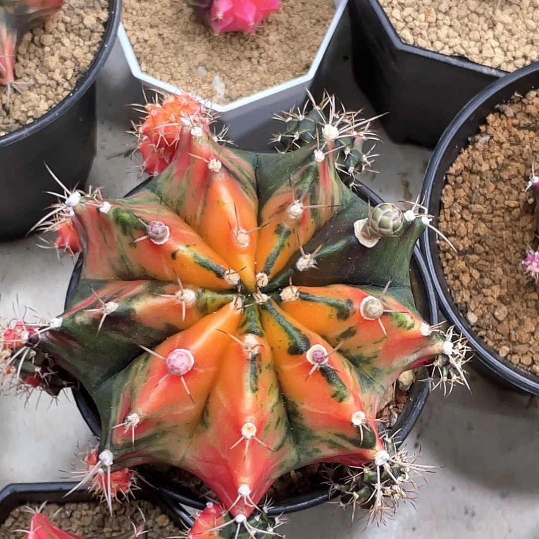 当前无花朵，栽培后可花朵