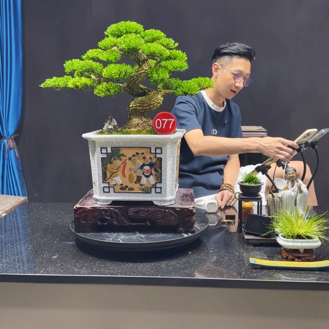 无花朵黄杨室内室外盆景艺术