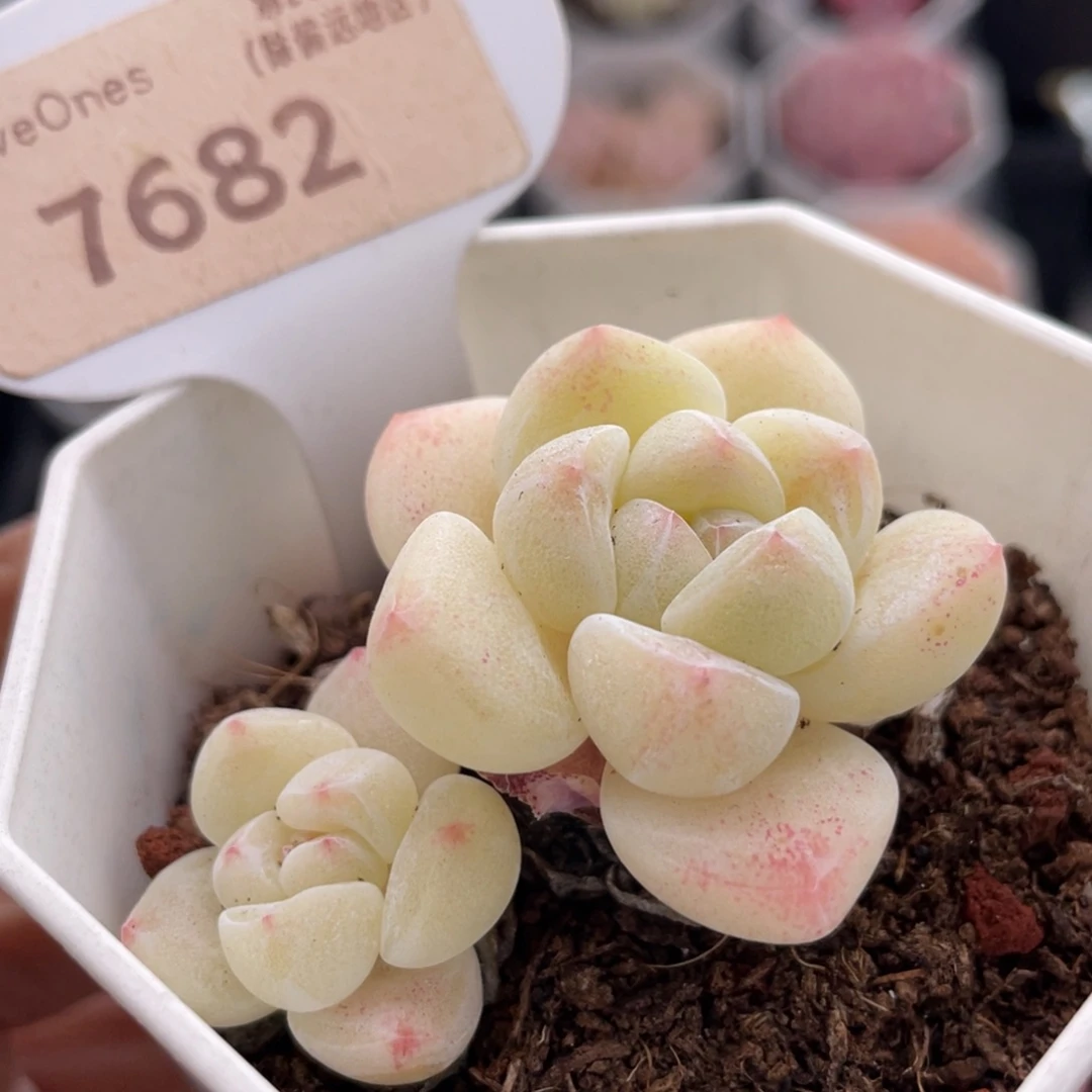 冰玉7682-5.0厘米