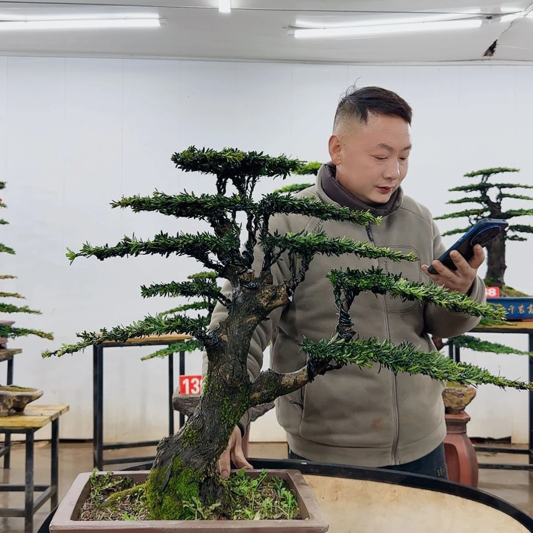 @***系盆景制作过程非常