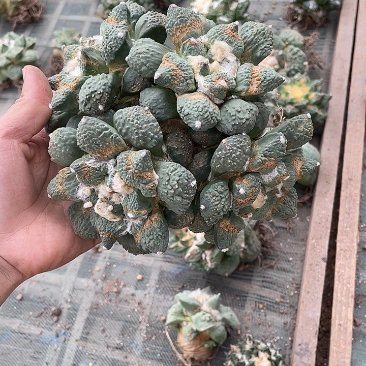 自根花牡丹怒瑕疵特价款不退换货