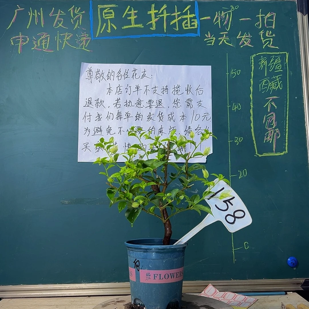 当前无花栽培后可以开花白雪公主 粗杆 158