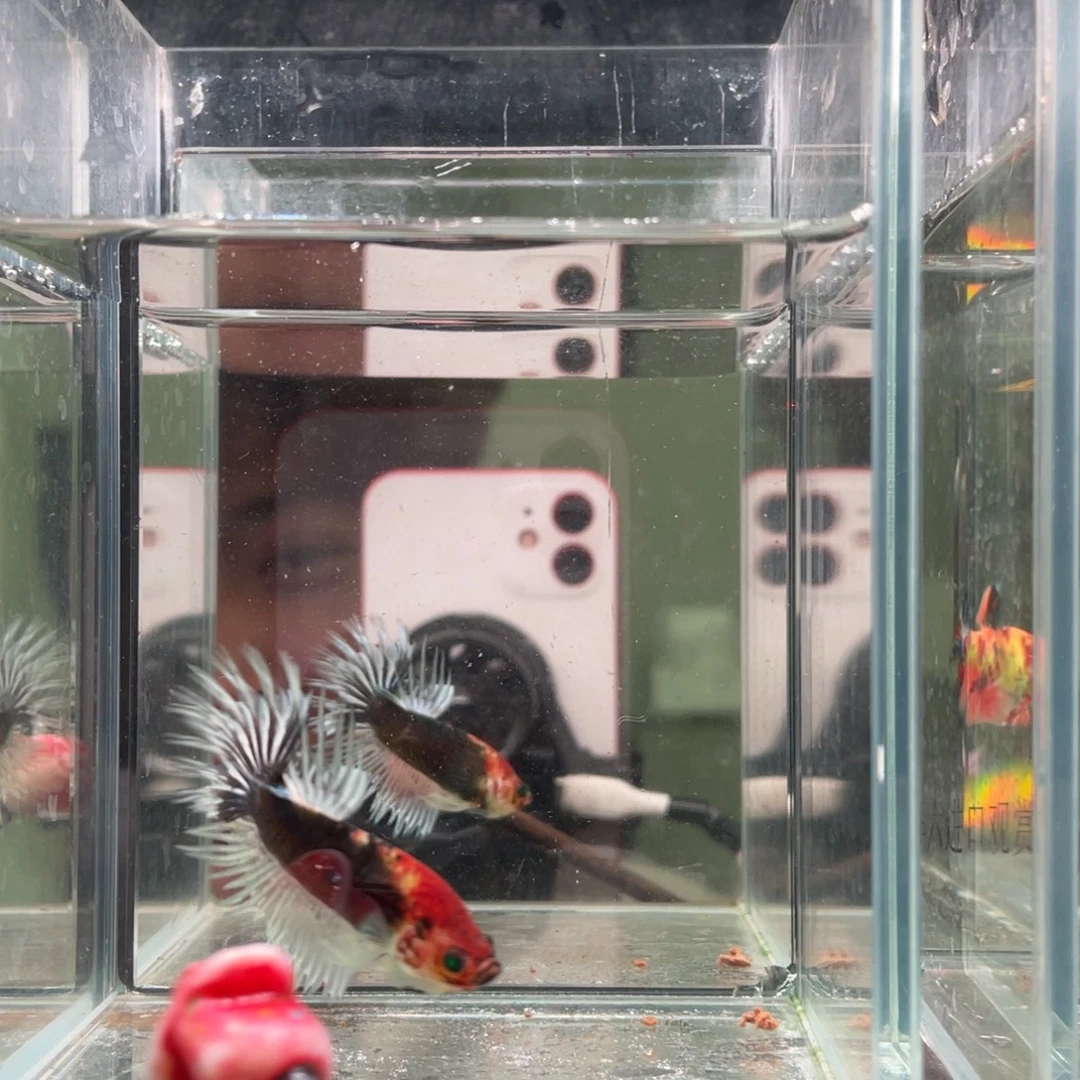 斗鱼印尼精品斗鱼15