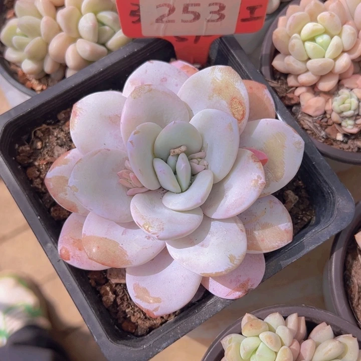 健健康康平平安安