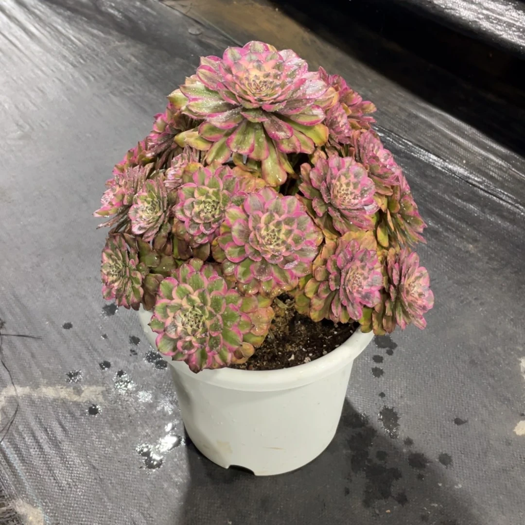 蔡*华漂亮漂亮漂亮漂亮漂亮