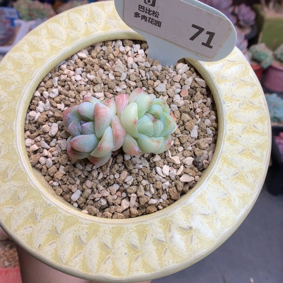 71双头异色冰玉多肉植物