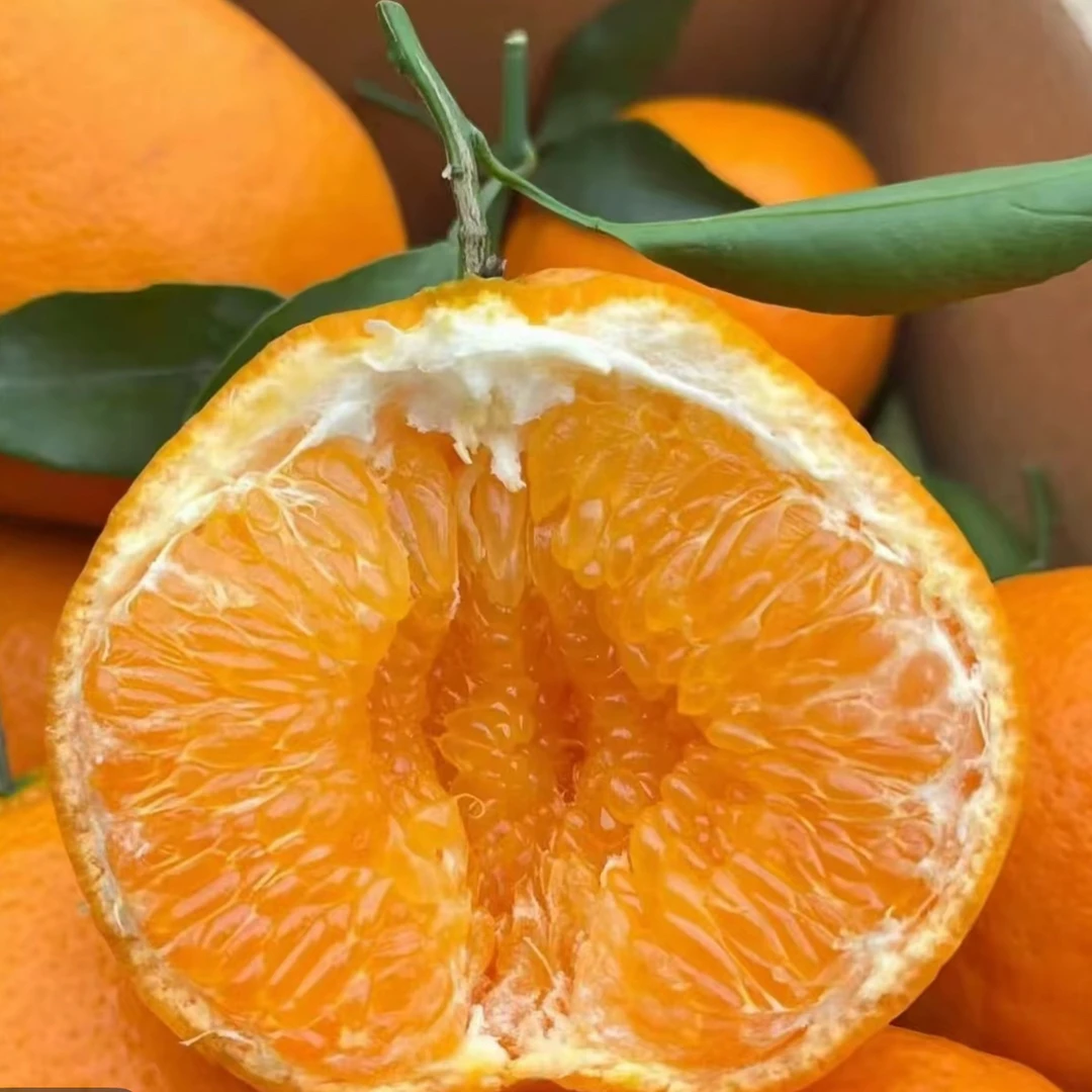 坏果包赔春见耙耙柑酸甜可口净重4.5斤新鲜水果四川省