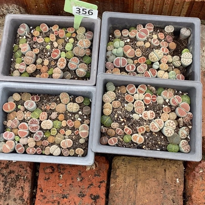 奶***糖生石花等植物的生长356
