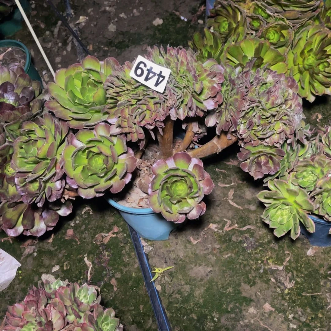 荷兰法师26//////-/-5包邮