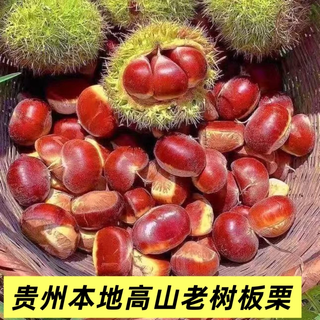 贵州本地老树新鲜板栗2025年农家现采现发