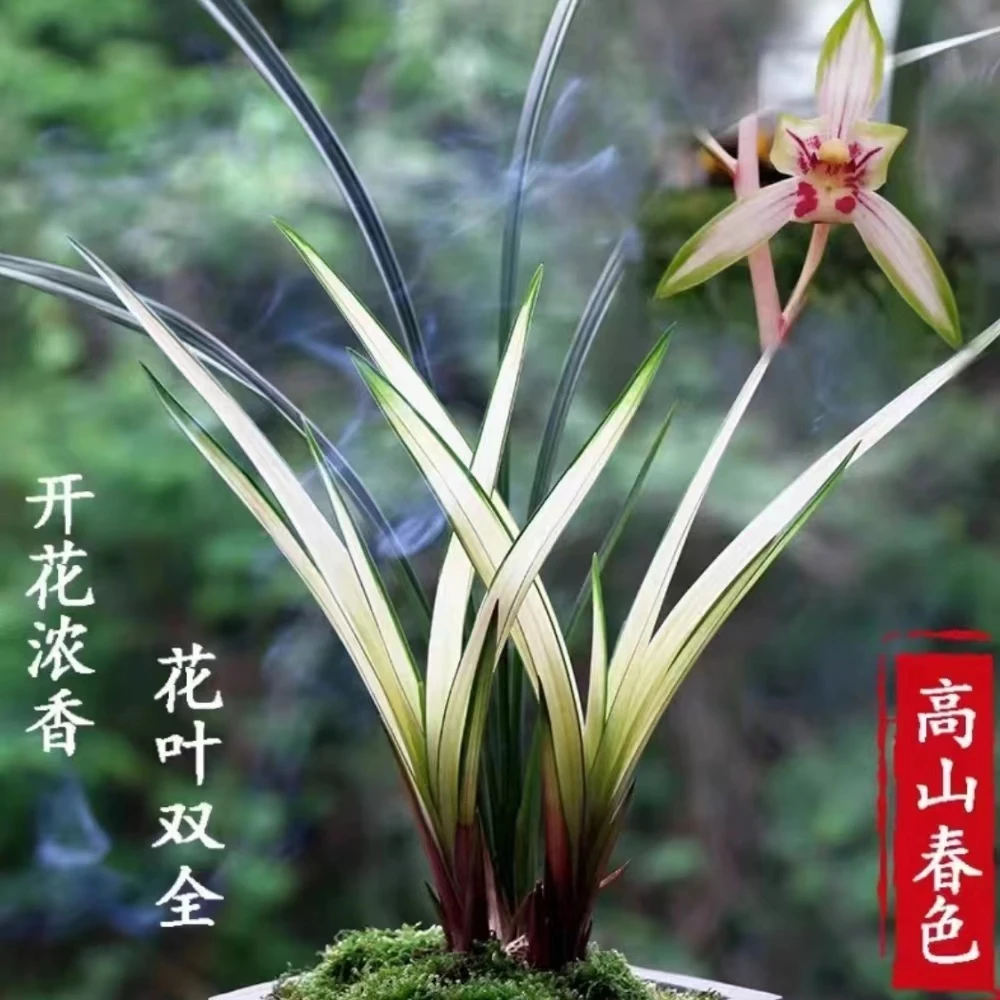 新手入门兰花建兰高山春色花叶双全 铁骨素绿植室内外花卉盆栽