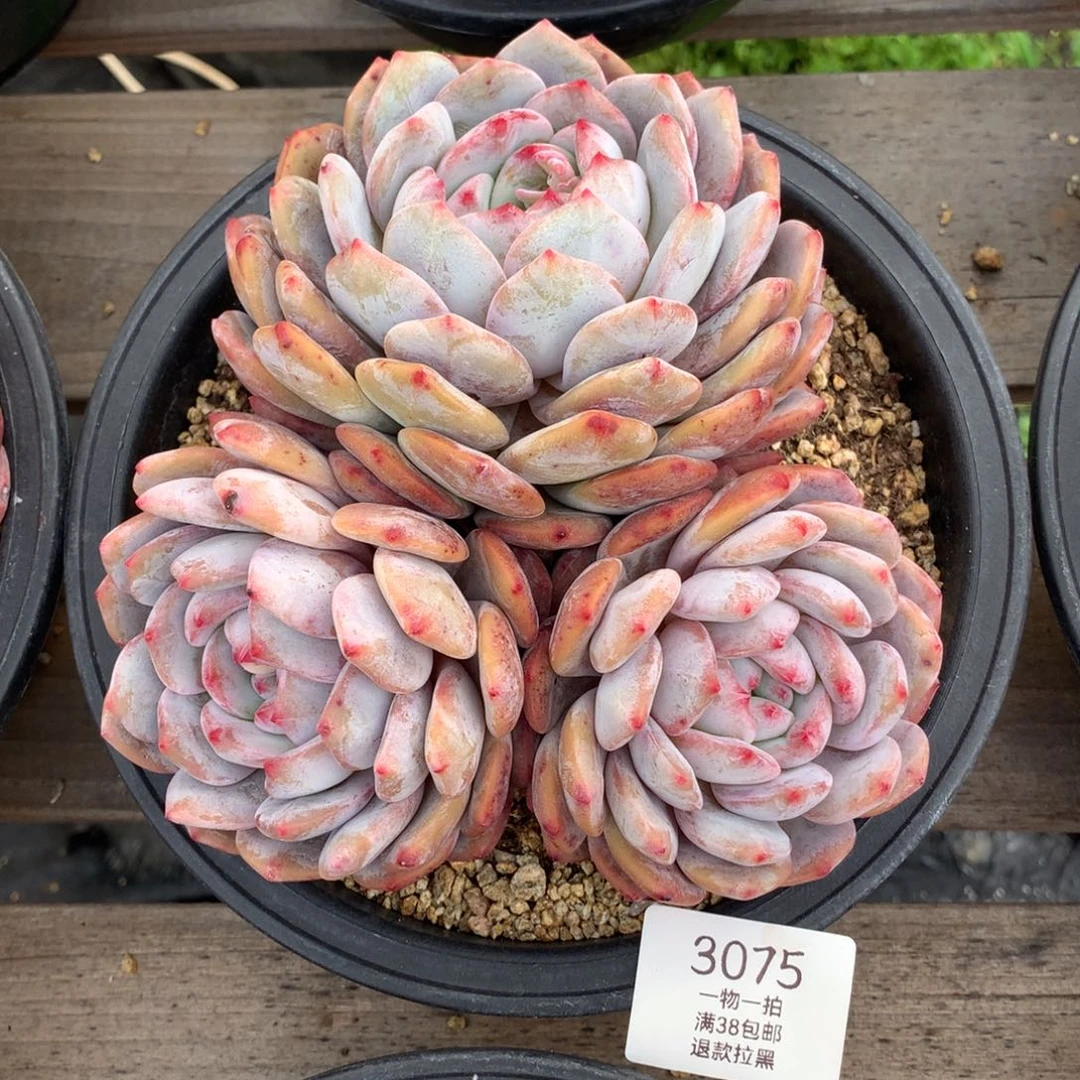 17厘米三头有砍星影3075