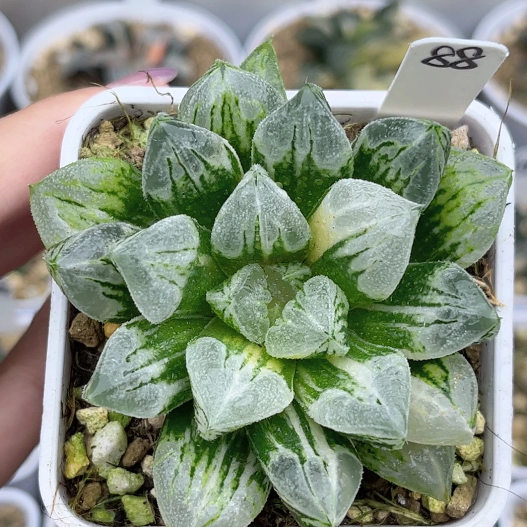 88爱心寿锦福利专场