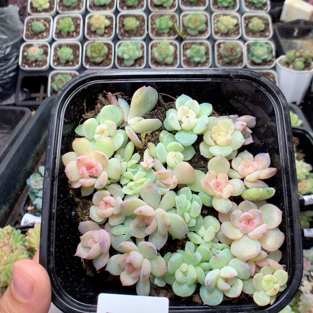 无花朵R33英语英语