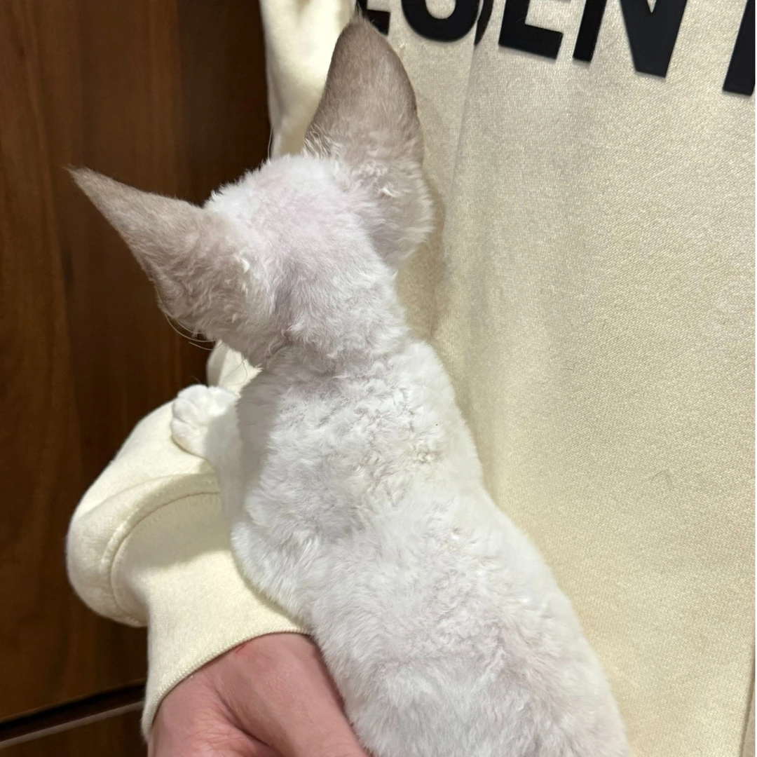 0517斑驳绒雾弟弟-闹闹