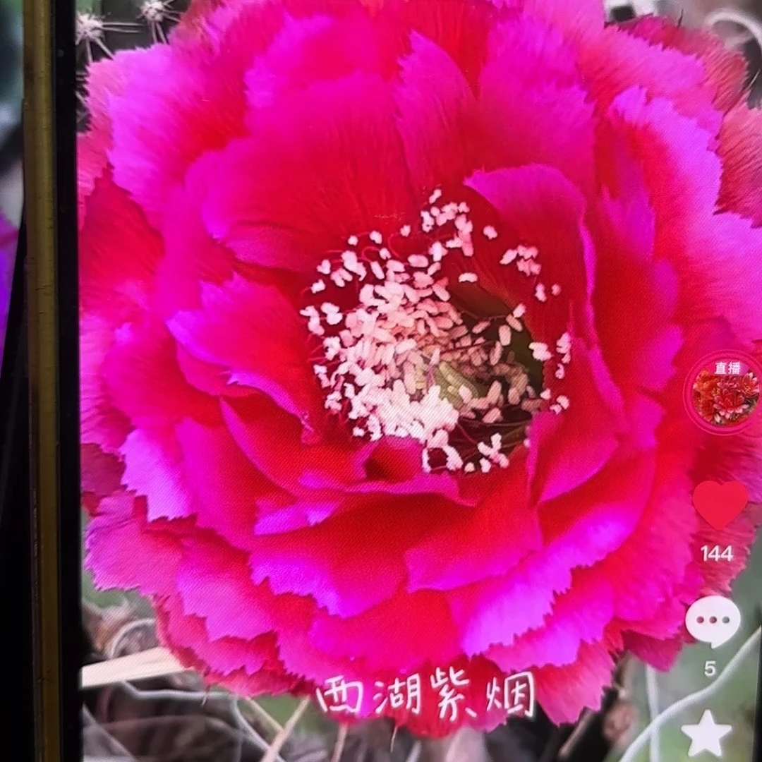 紫烟彩瑕疵侧牙20包邮15