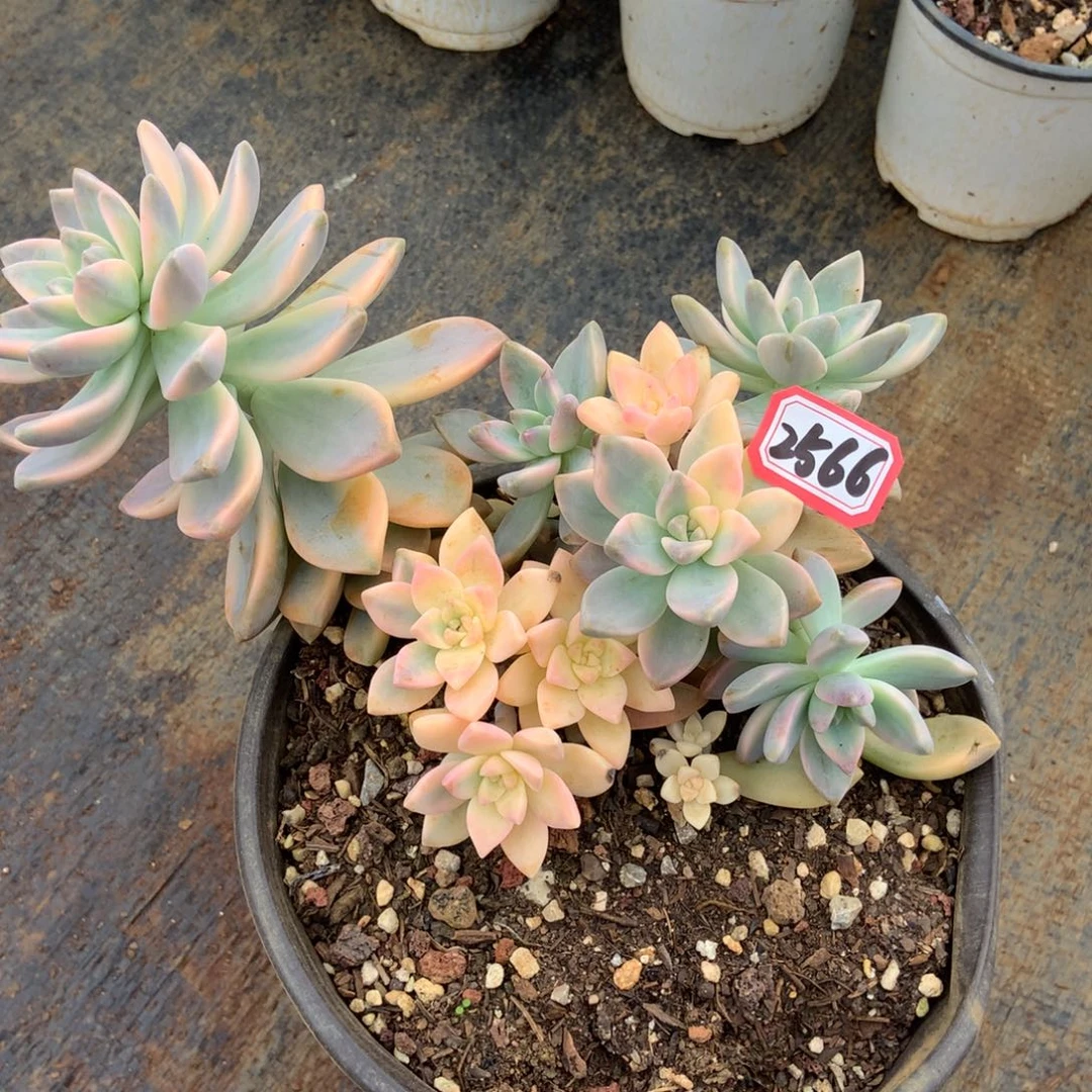 用****9淡雪锦2566晓晓一物一拍