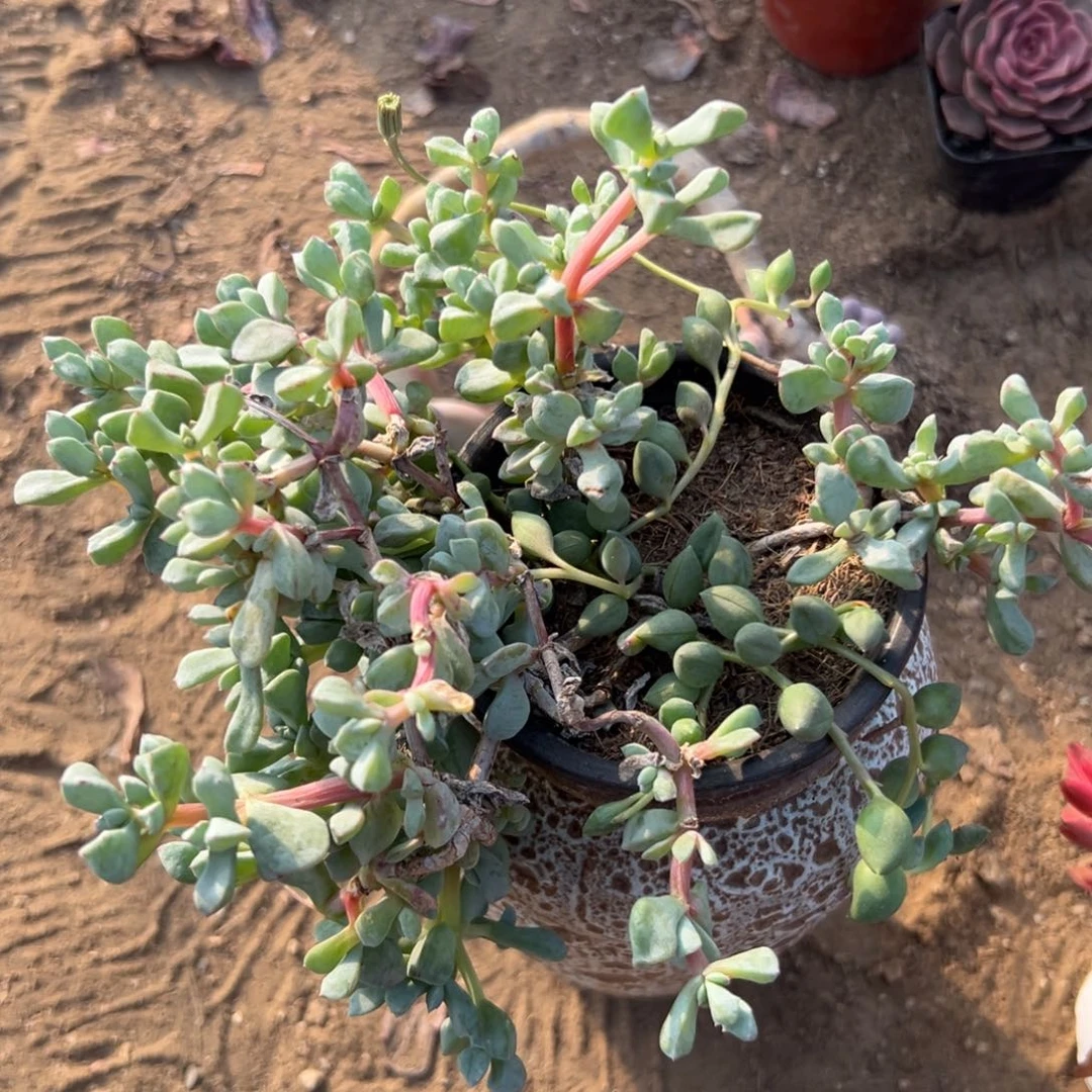 多肉植物白凤菊开花