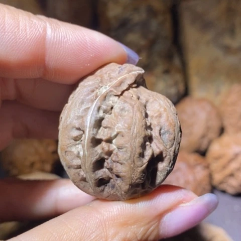 文玩核桃把件东北野生楸子小美125