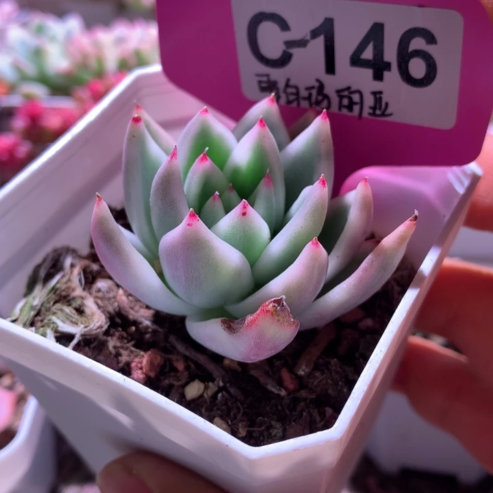 雪白玛丽亚覆轮锦