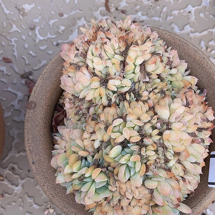 莎莎女王朵朵缀25180