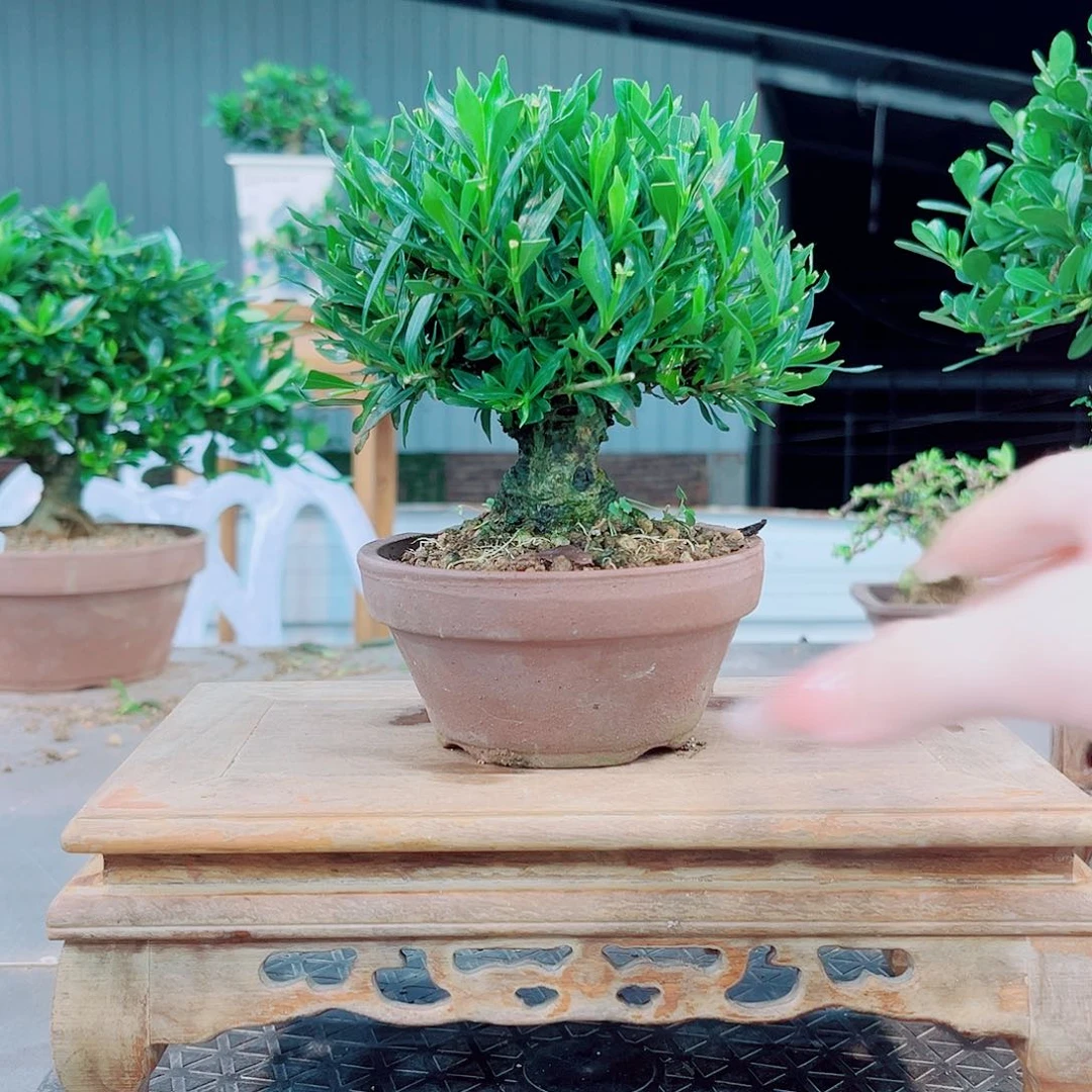 识***侯无花朵喜黛玉栀子花