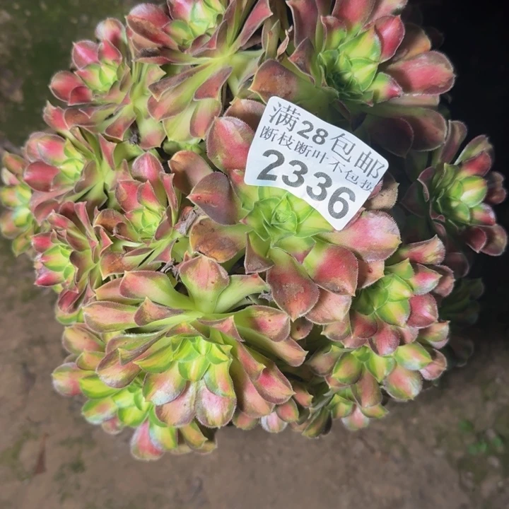 2336韶华不包断枝