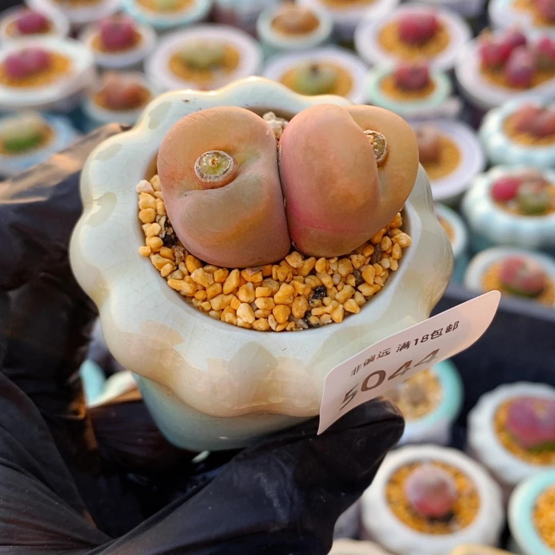 5044--一物一拍 带盆