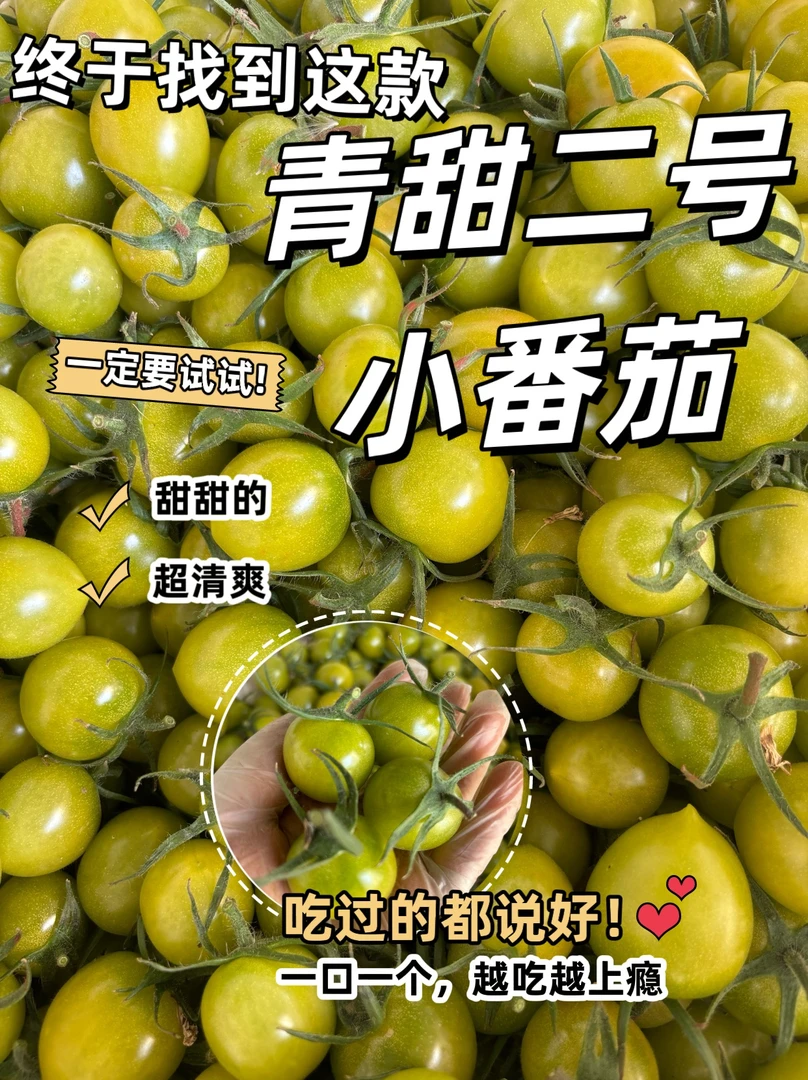 山东寿光新鲜采摘绿色青甜二号小番茄皮薄多汁巨甜
