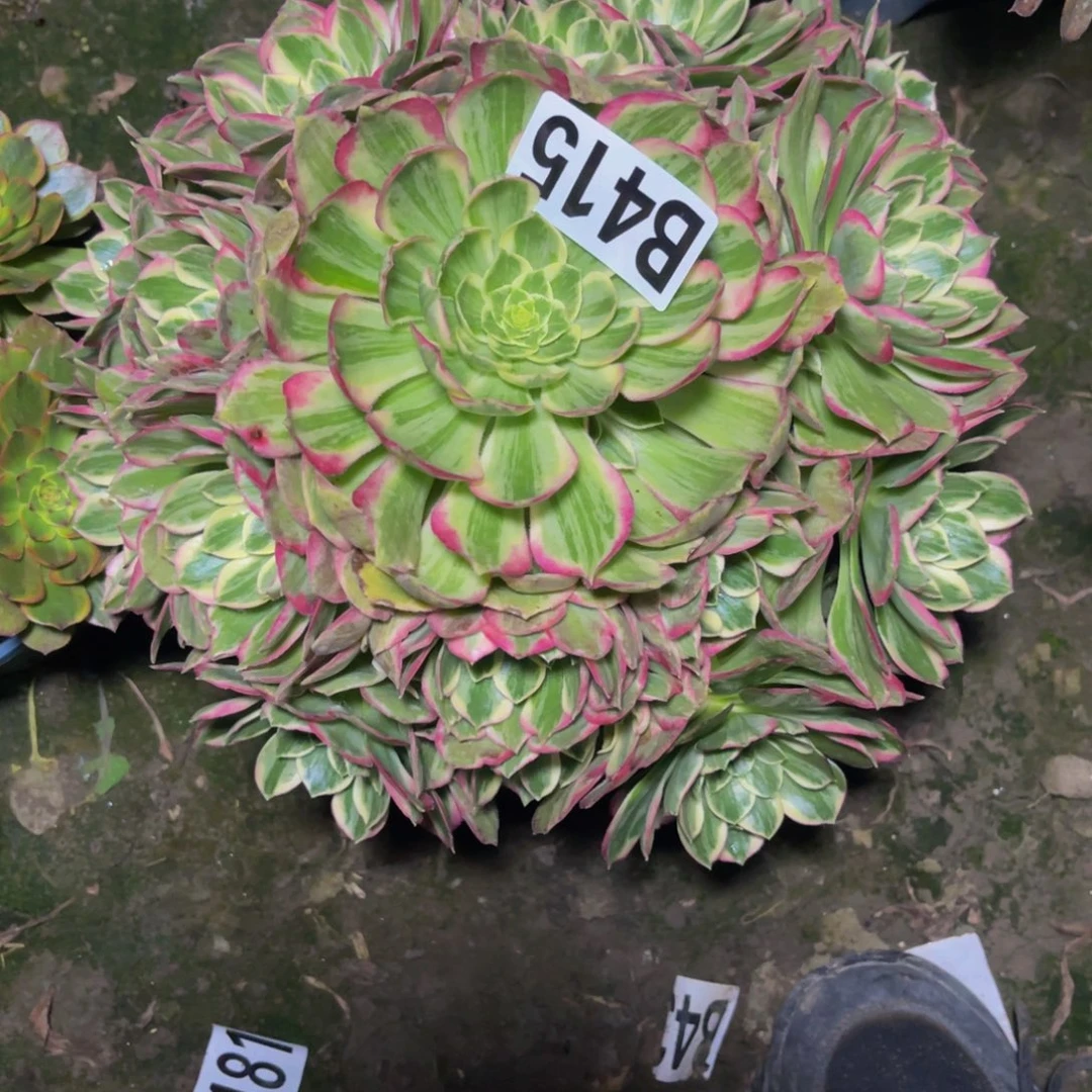 水蜜桃法师26///////41包邮