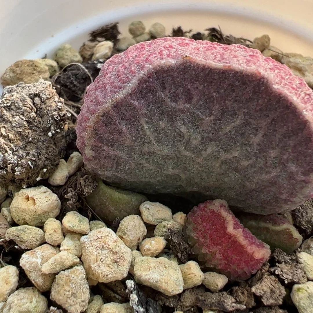 猪肝叶插苗多肉植物水泡