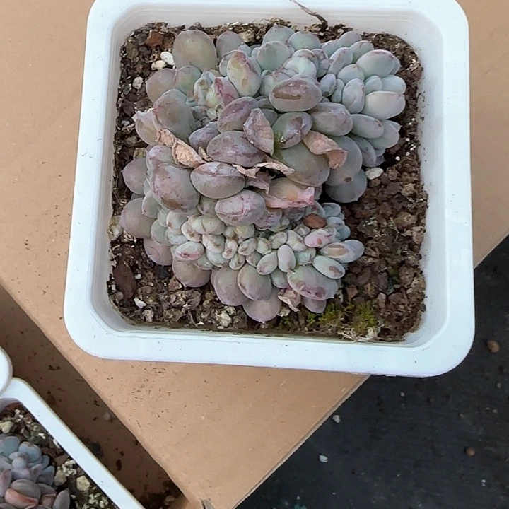 芳*青蛙王子儿童牙膏111