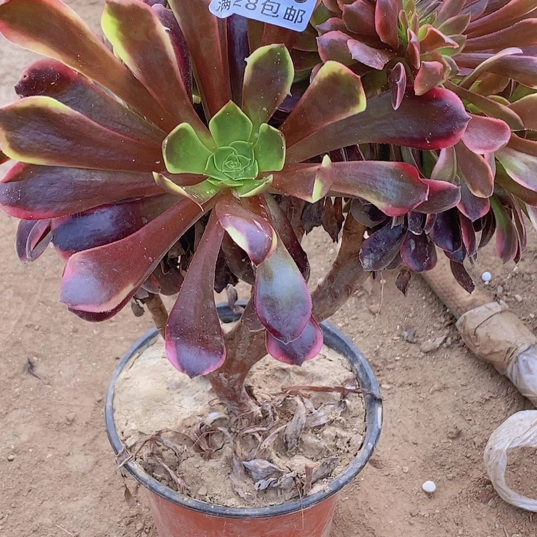 418欧佳丽缀化多肉植物