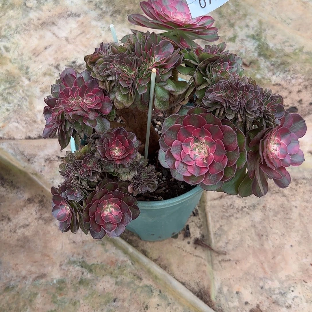 ❀****078多肉 荔枝缀福利