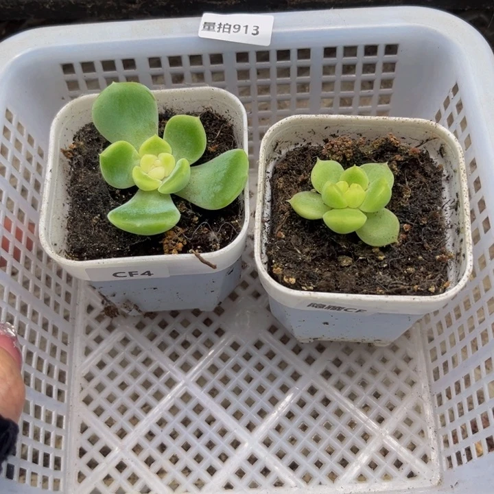 913量拍 财富组合多肉